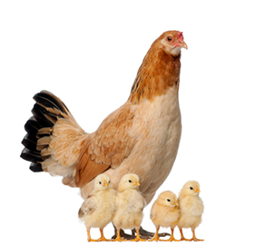 Hen with its chicks against white background